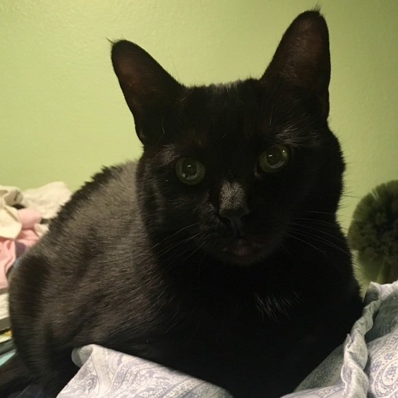 NFS My Furkid - Picture 1 of 1